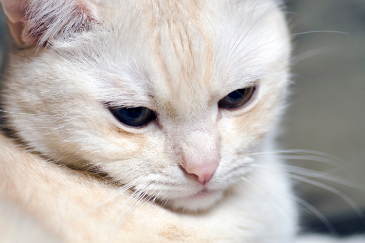 Minimising Feline Perioperative Stress WebinarPlus NurseEd