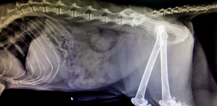 Image to Insight: A Systematic Approach to Abdomen and Thorax Radiographs WebinarLIVE!