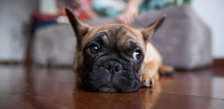 Brachycephalic Dermatology