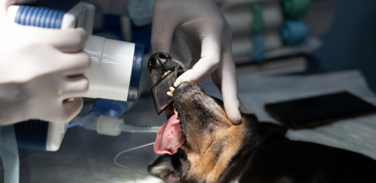Dental Radiography