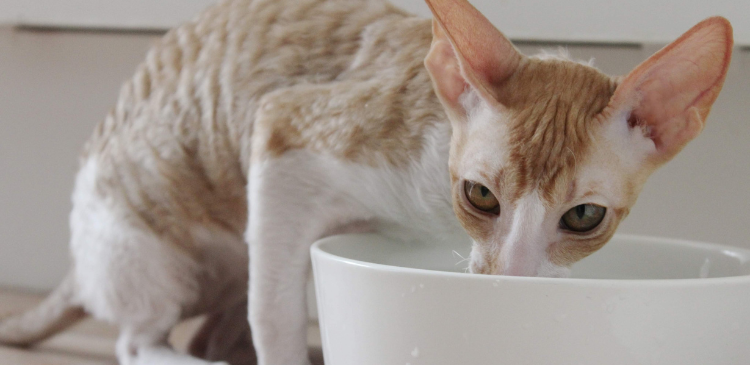 Diabetic Cats: Insulin Injections or Oral SGLT2 Inhibitors? WebinarLIVE!