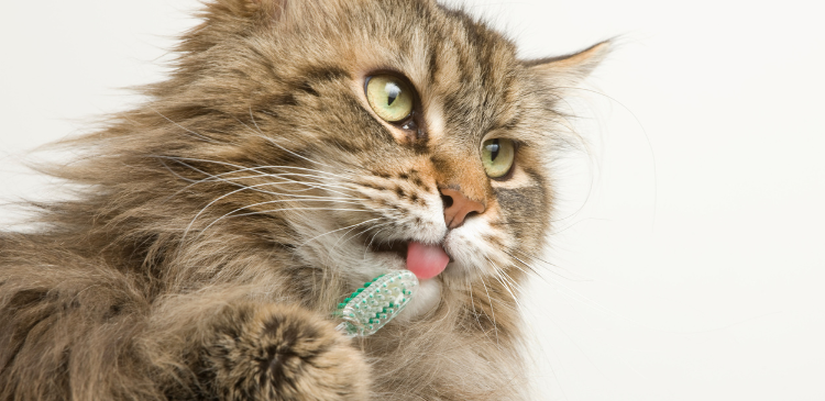 Cats are Not Small Dogs: Feline Dentistry Spotlight WebinarPLUS NurseEd