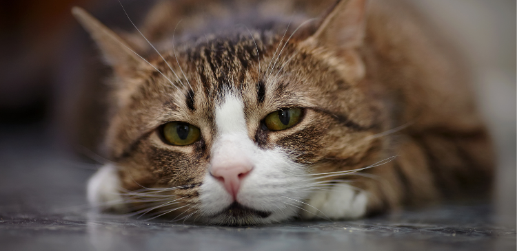 Feline Heart Failure