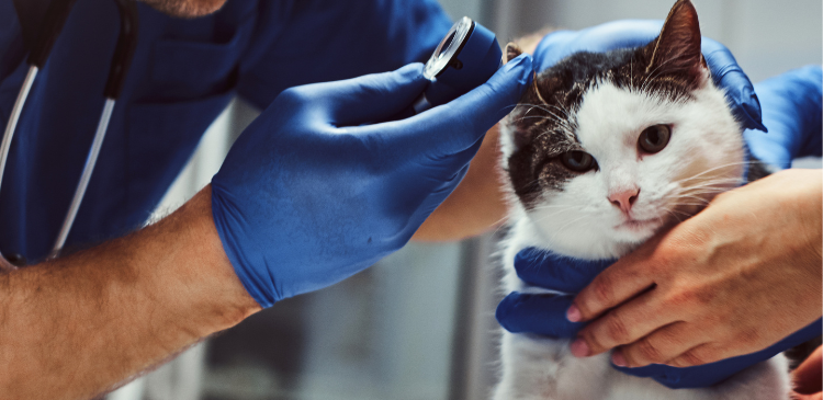 Feline Otitis