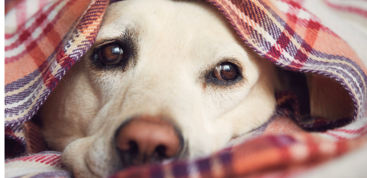 Managing Hypotension in Small Animals