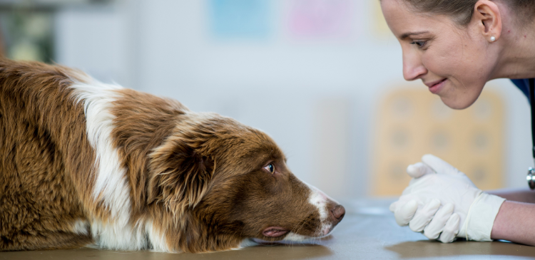 Mastering Kidney and Urinary Medicine