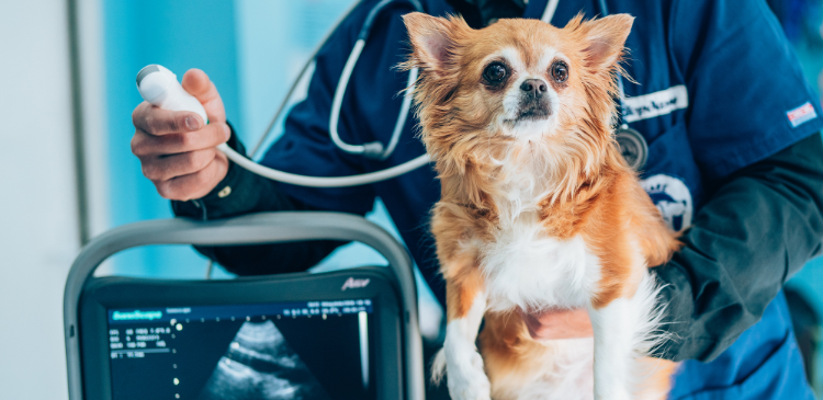 Veterinary POCUS