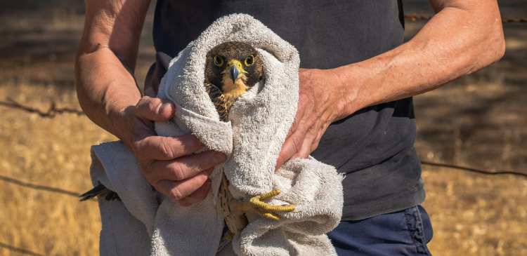 Wildlife Emergency Care