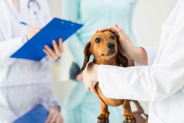 Less Stressful Canine Patient Experience WebinarPLUS NurseEd