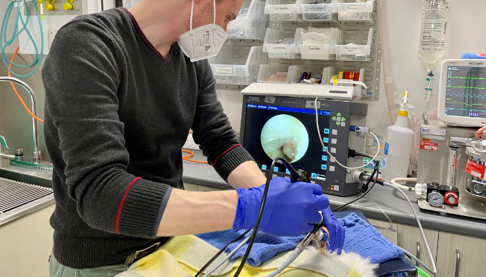 Otitis Video Otoscopy