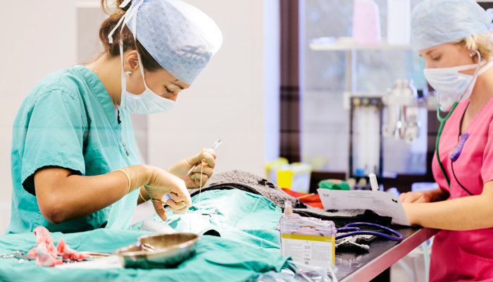 Practical Techniques in Small Animal Surgery Workshop