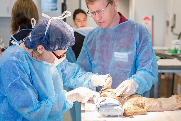 Practical Techniques in Small Animal Surgery Workshop