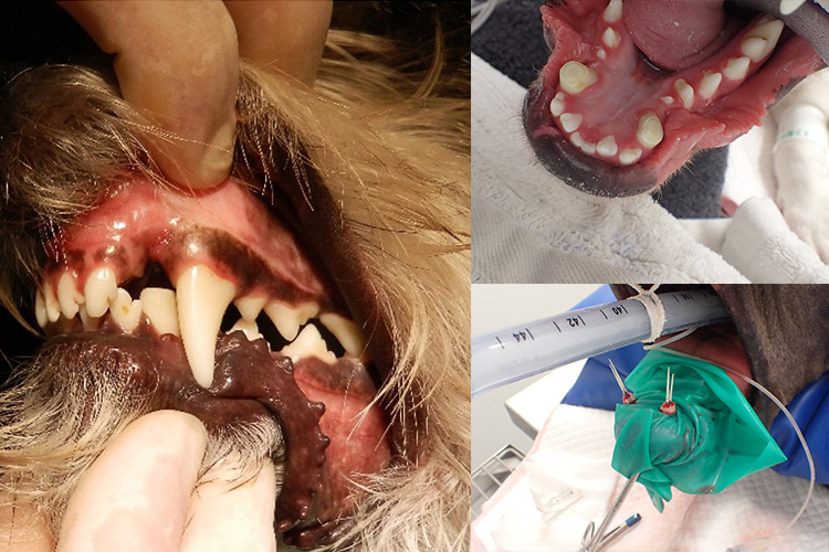 Vital Pulp Therapy: Small Animal Dentistry Workshop