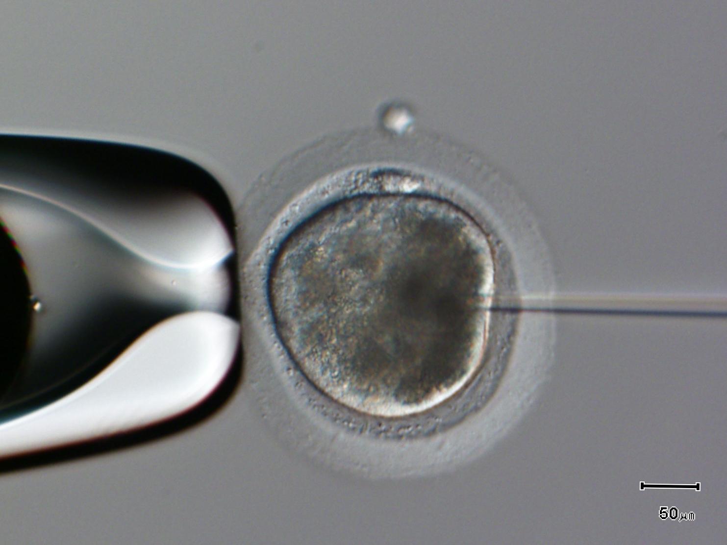 Equine Reproduction Clinical Evening