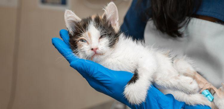 Don't Panic! Triage & CPR in Cats Explained WebinarPLUS NurseEd